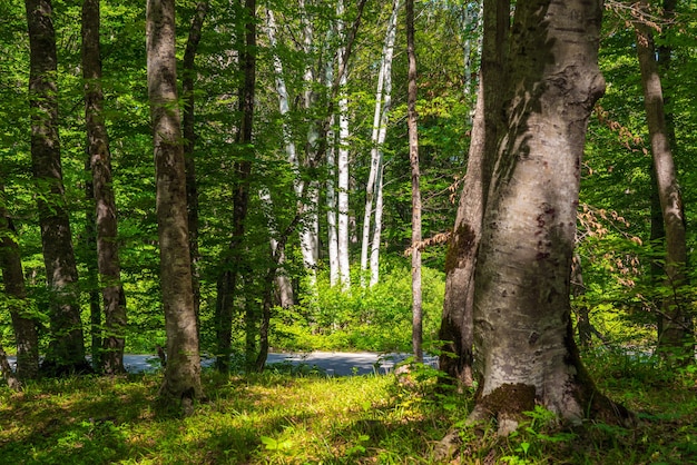 Bomen in het groene bos