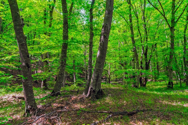 Bomen in het groene bos