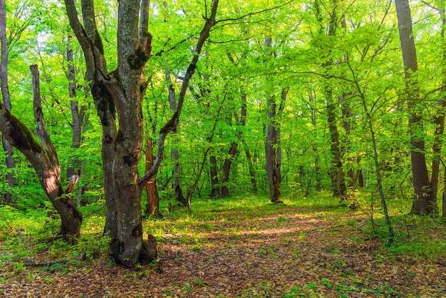 Bomen in het groene bos