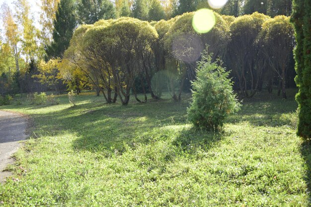 Bomen in het herfstarboretum Ulyanovsk Rusland