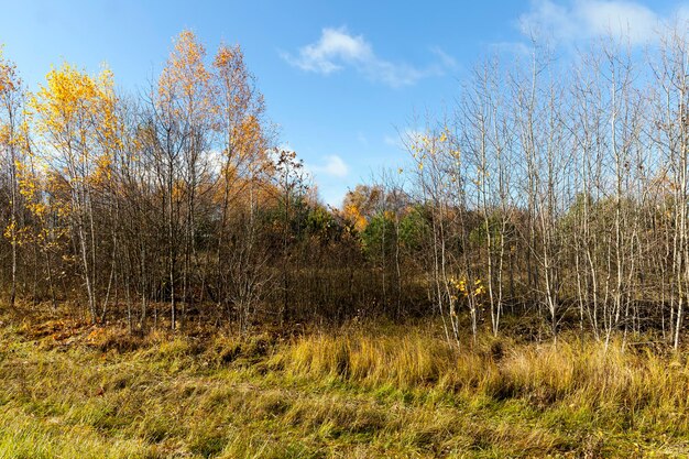 Bomen in het herfstseizoen met wisselend gebladerte