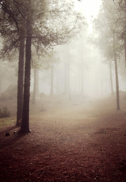 Bomen in het landschap tegen de lucht