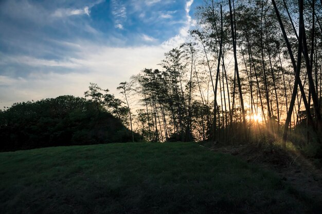 Foto bomen in het landschap tegen de lucht