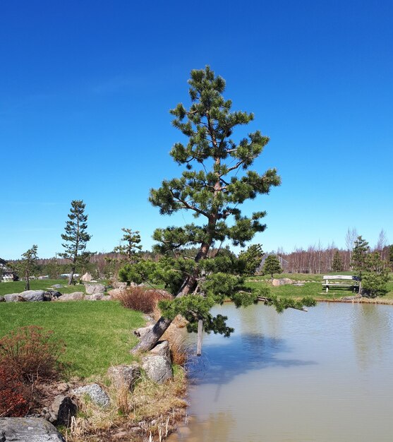 Foto bomen in het landschap tegen een heldere blauwe lucht