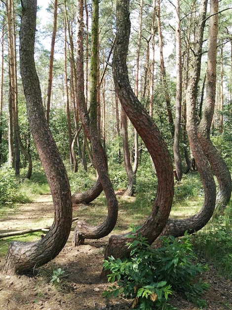 Foto bomen in het landschap