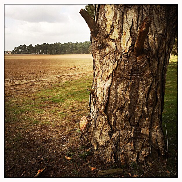 Foto bomen in het landschap