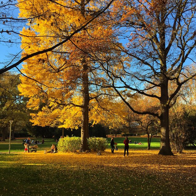 Bomen in het park in de herfst