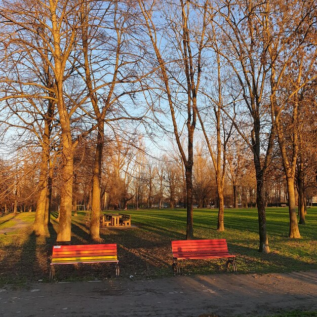 Foto bomen in het park in de herfst