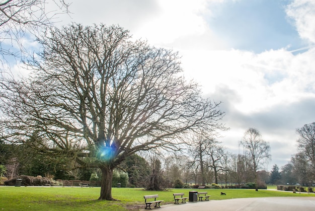 Foto bomen in het park tegen de hemel