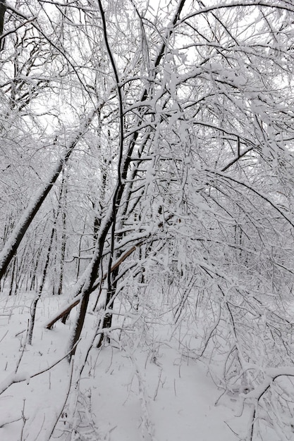 Bomen in het park zijn bedekt met sneeuw, er kunnen sporen van mensen op de sneeuw zijn