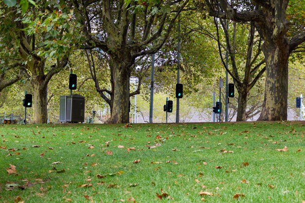 Foto bomen in het park