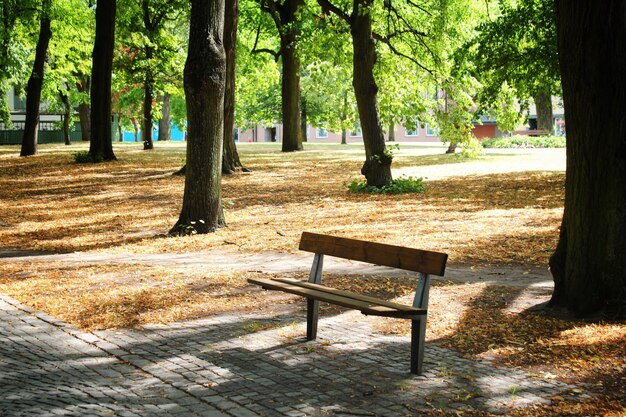 Foto bomen in het park