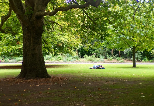 Foto bomen in het park