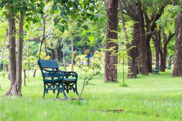 Bomen in het park