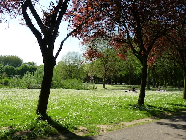 Foto bomen in het park