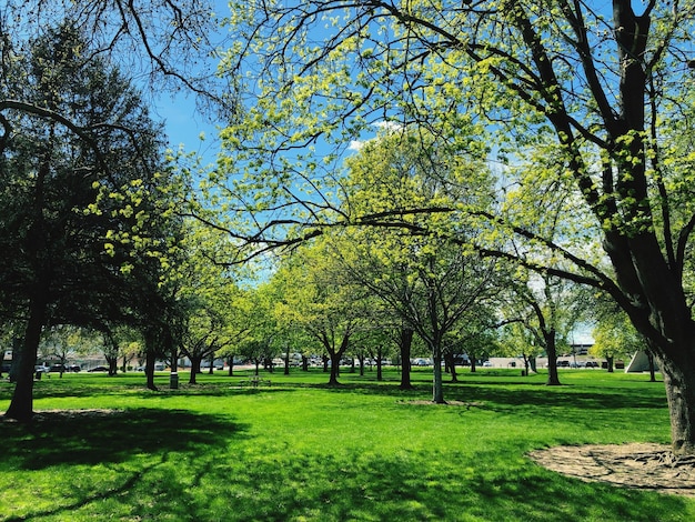 Foto bomen in het park