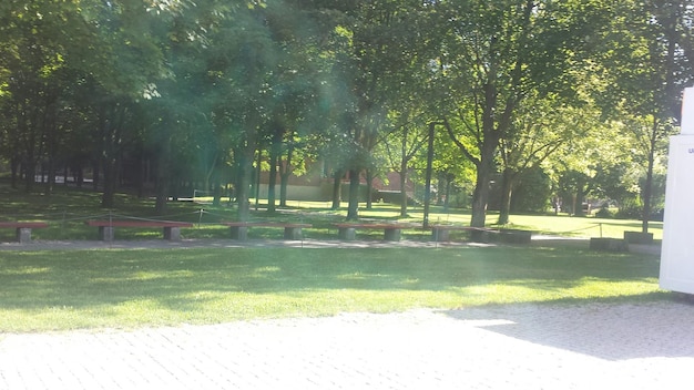 Foto bomen in het park