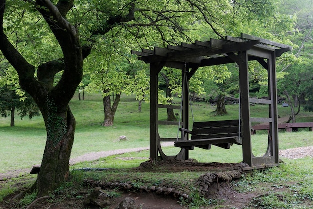 Foto bomen in het park