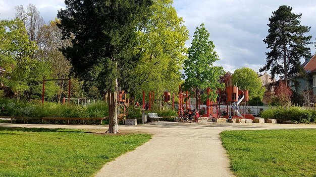 Bomen in het park