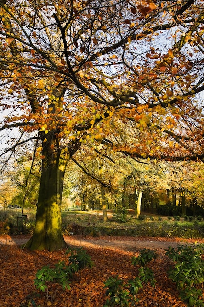 Foto bomen in het park