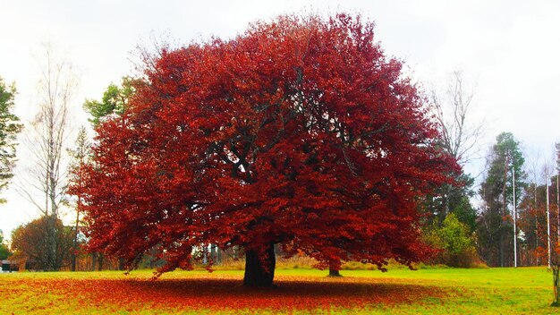 Bomen in het park