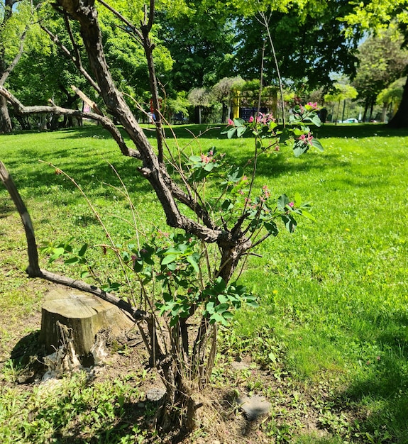 bomen in het park