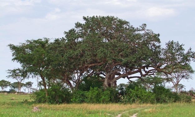bomen in het Queen Elizabeth National Park