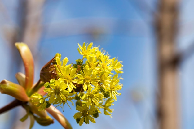 Bomen in het voorjaar