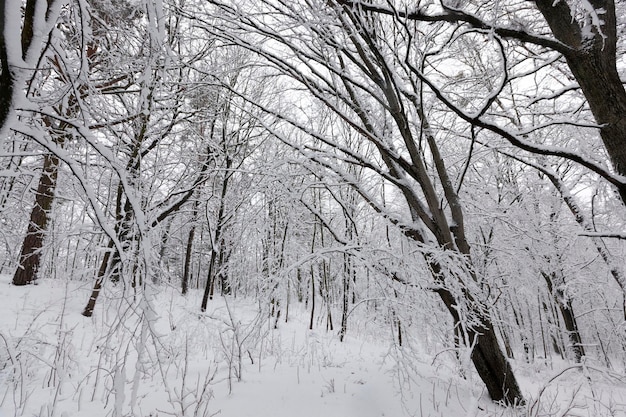 Bomen in het winterseizoen op het grondgebied van het park