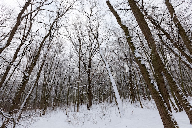 bomen in het winterseizoen