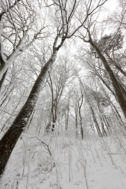 Bomen in het winterseizoen