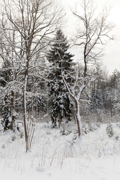 bomen in het winterseizoen