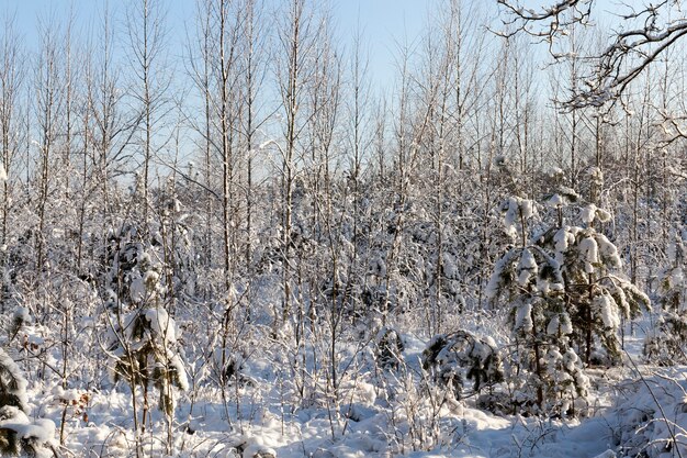 Bomen in het winterseizoen