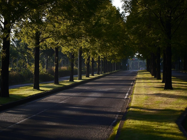 Bomen in het zonlicht