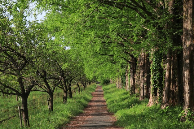 Bomen in Japan