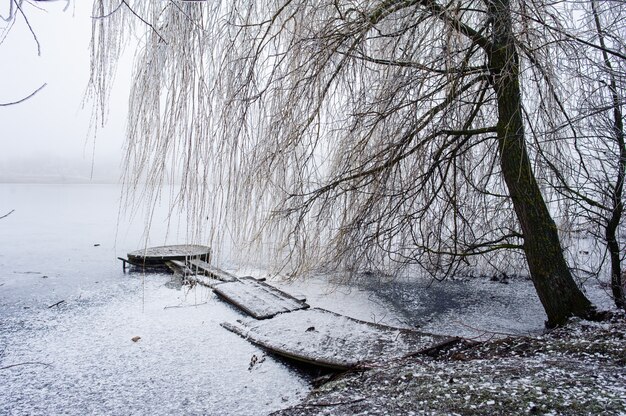 Bomen in mistige nevel