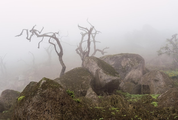 Bomen in natuurreservaat Lomas de Lachay in Lima Peru