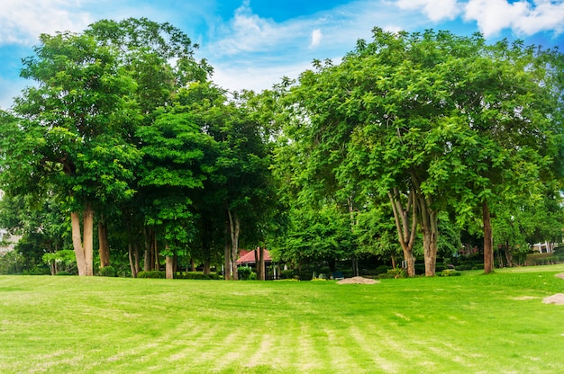 bomen in park