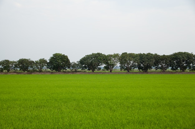 Bomen in rijstvelden.