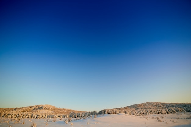 Bomen in sneeuw in de winter tegen de achtergrond van blauwe hemel bij zonsondergang