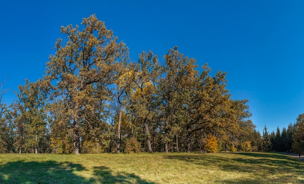 Bomen in sofiyivka-park in uman, de oekraïne