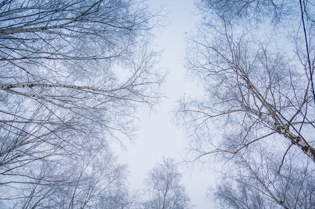 Bomen in Winter Park