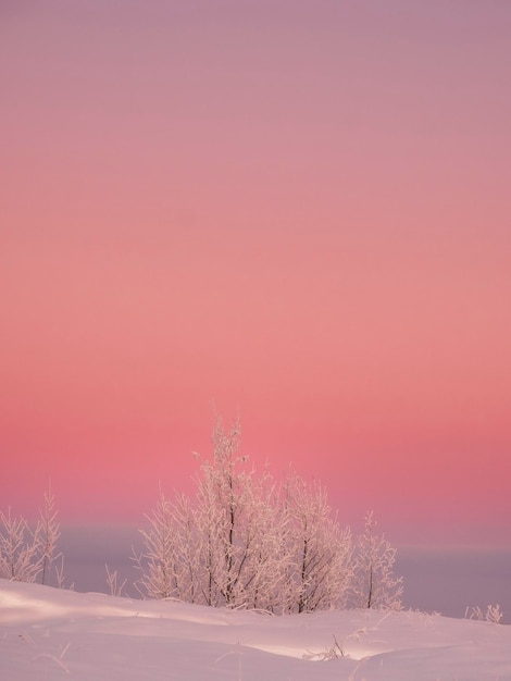 Bomen in witte vorst op de achtergrond van een roze zonsondergang op een besneeuwde heuvel in de winter