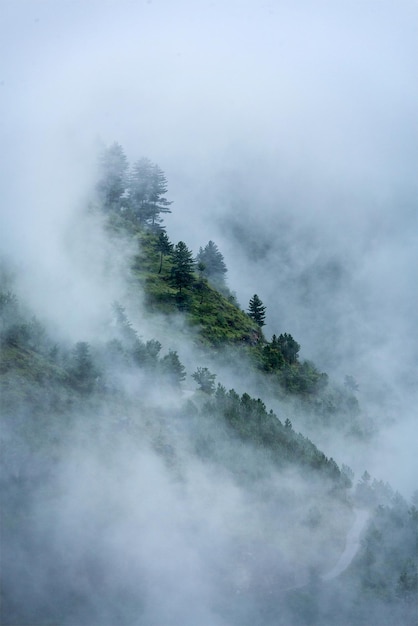 Bomen in wolken