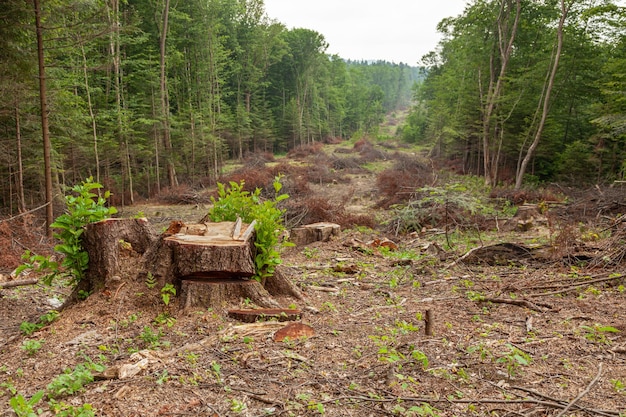 Bomen kappen, brandhout oogsten. Illegale vernietiging van het bos. Hennep en dekken.