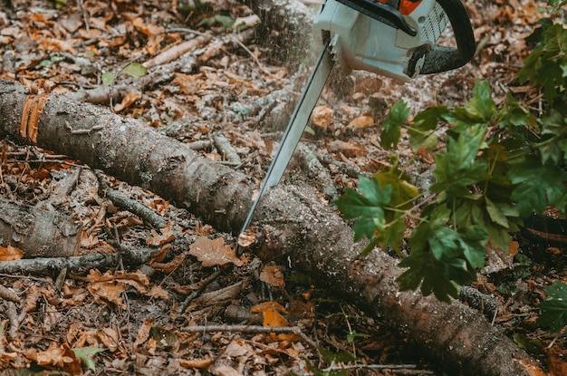 Foto bomen kappen met een elektrische zaag in de herfst in het bos