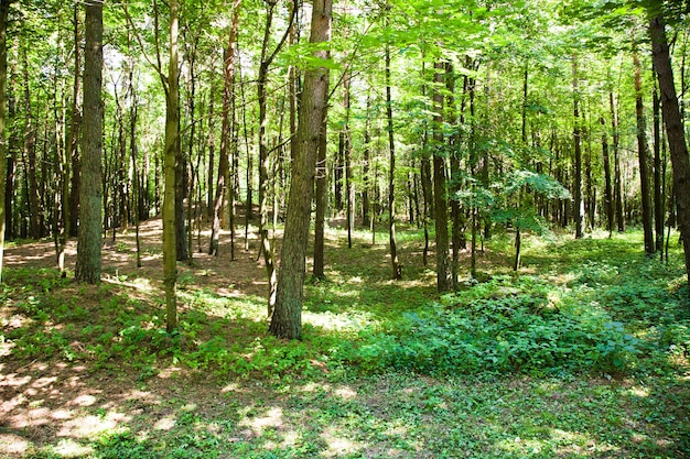 Foto bomen kweken in de zomer. wit-rusland