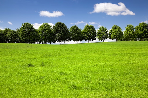 Bomen kweken in de zomer. Wit-Rusland