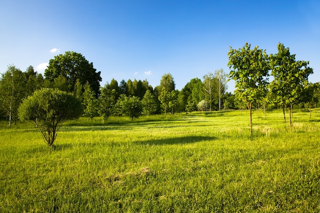 Bomen kweken in de zomer.