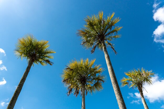 Bomen met blauwe hemel